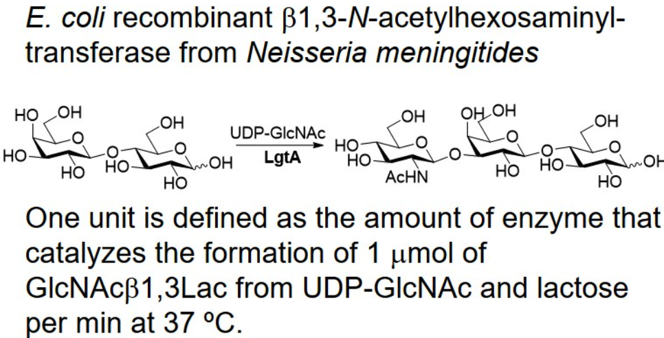 β-1,3-N-acetylhexaminyltransferase; LgtA